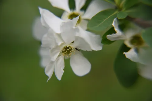 Blooming The Bride With water droplets Auckland New Zealand